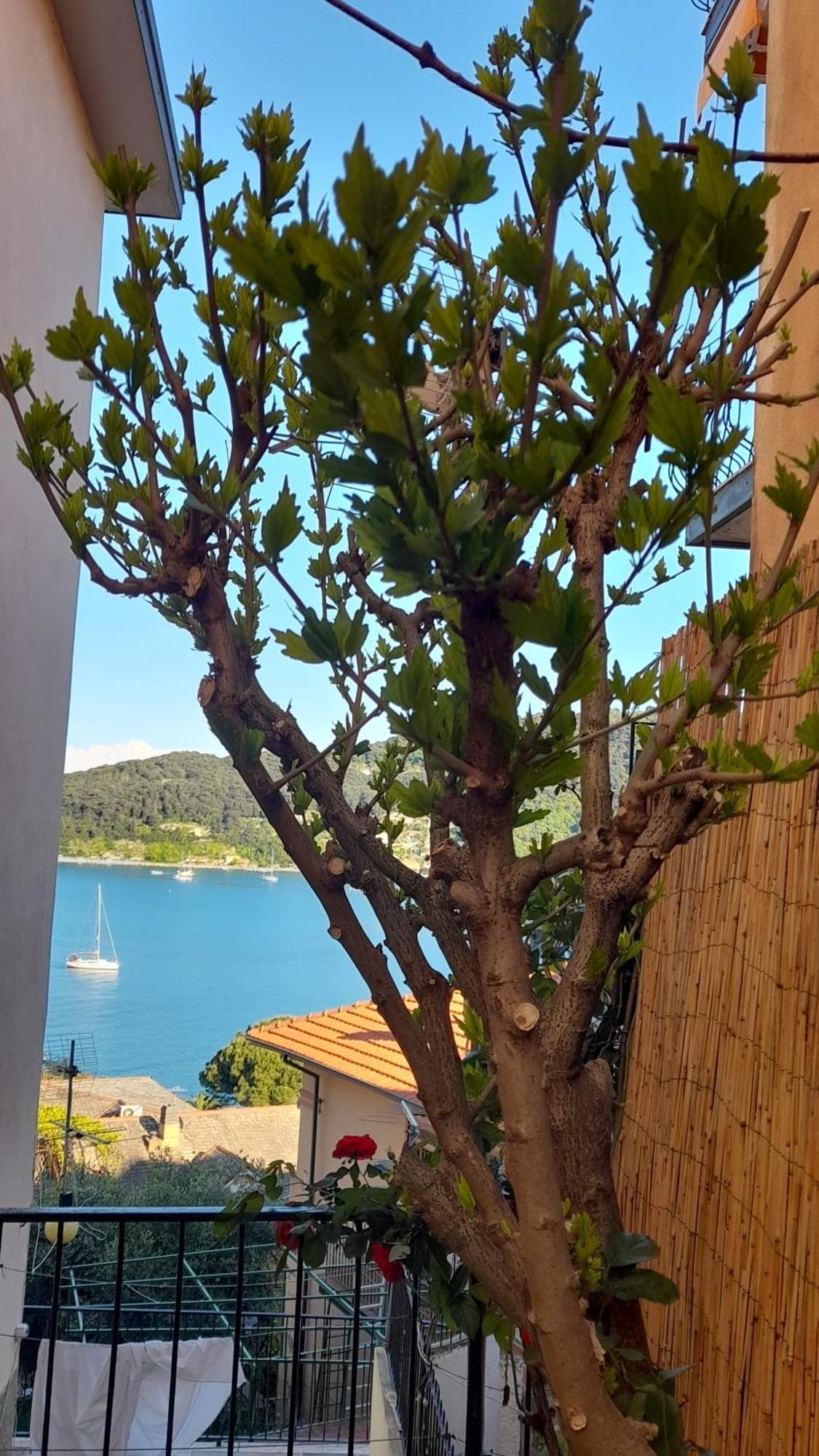 Casa Vacanze Ibiscus Портовенере Екстериор снимка